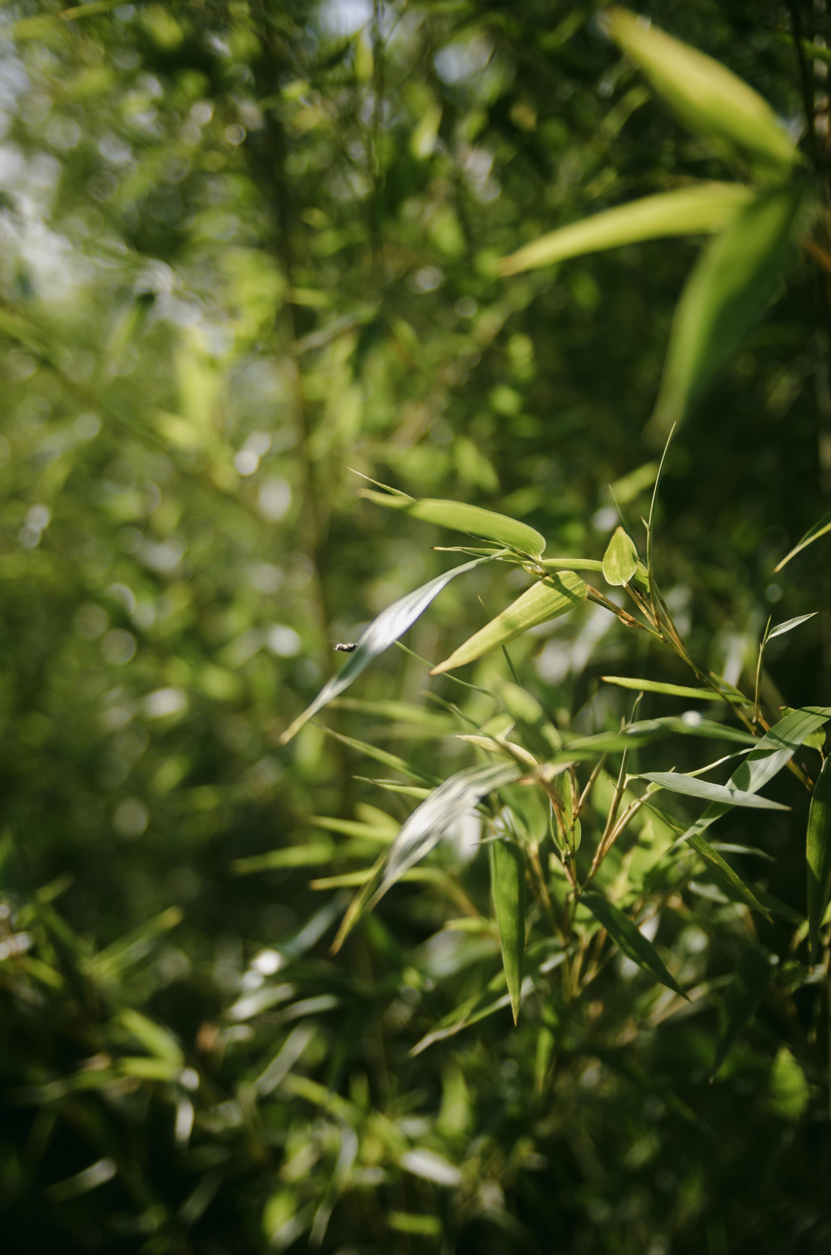 Coltivazione di bamboo